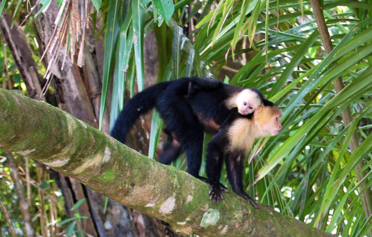 CAPUCHIN